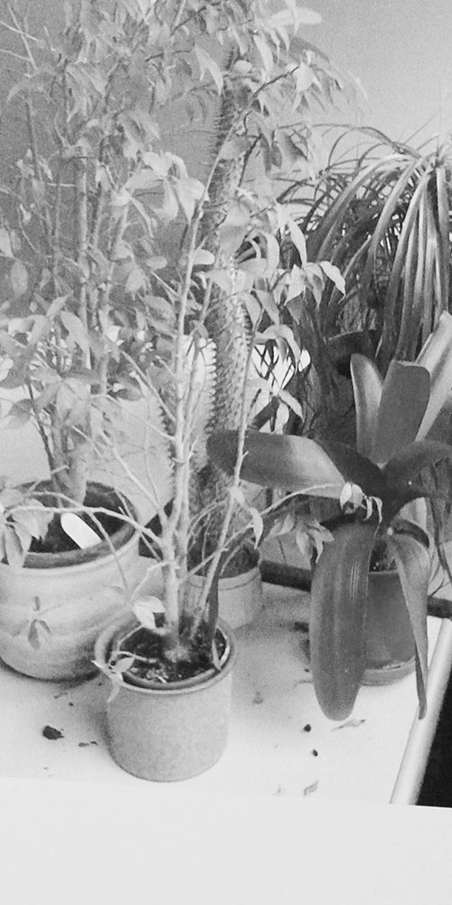 office plants