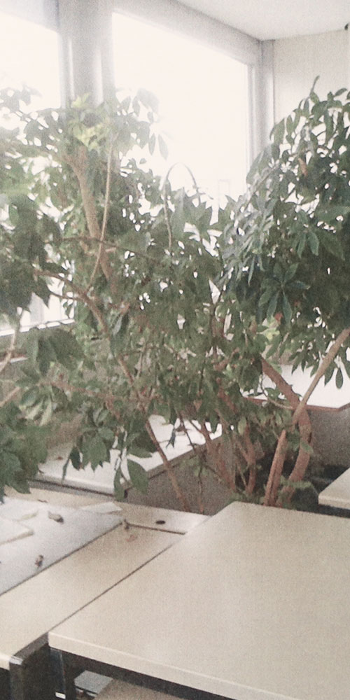 office plants